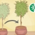 Replantar uma árvore de ficus