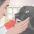Tratando um dente quebrado em um cão
