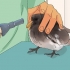 Cuidando de um filhote de pombo resgatado