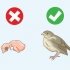 Ajudando um voador de ninho caído