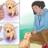 Treinando um filhote de golden retriever