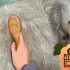 Preparando um goldendoodle