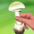 Reconhecendo um manite tuberoso verde