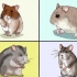 Escolhendo um hamster