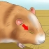 Ajudando um hamster com o olho fechado