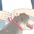 Impedir um cão de lamber uma ferida