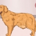 Ajudando um cão a limpar um bloqueio no intestino