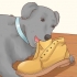 Como fazer um cachorro parar de comer terra