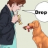 Ensinando um cachorro a pegar