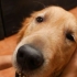 Massageando um cachorro
