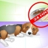 Como curar um cão de dores de estômago