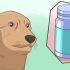Anestesiar com segurança um cão
