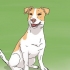 Escolhendo um filhote de jack russell