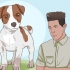 Mantendo um jack russell terrier feliz