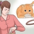 Coloque uma coleira em um gato