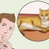 Abraçando um gato