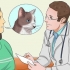 Medicando um gato