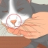 Tratar um gato com nariz entupido
