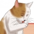 Verificando um gato para pulgas