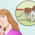 Treinando um gato para estar seguro ao ar livre e ser um bom caçador de ratos