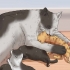 Criando um gatinho
