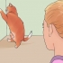 Acalmar um gato no cio