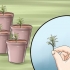 Compartilhando uma planta de lavanda