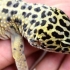 Uma lagartixa leopardo que não se alimenta