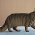 Identificando um maine coon