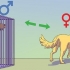 Acalmar um cão macho quando uma fêmea está no cio
