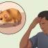 Pegando um hamster fugitivo