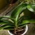 Replantar uma orquídea
