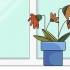 Salvando uma planta excessivamente fertilizada