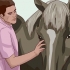Ensine um cavalo