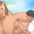 Faça um cavalo chegar