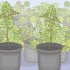 Cultivando uma árvore de jacarandá