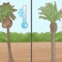 Plante uma palmeira