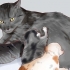 Alimentando um gatinho recém-nascido