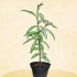 Plantando um pessegueiro