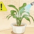 Salvando uma planta que foi regada demais