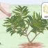Poda de uma plumeria