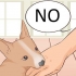 Como fazer um cachorro parar de morder