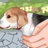 Pegando um cachorrinho