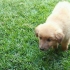 Potty treinando um cachorrinho