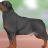 Identificando um rottweiler