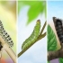 Cuidar de uma lagarta até que ela se transforme em borboleta ou mariposa