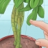 Poda de uma planta schefflera