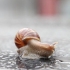 Mantendo um caracol como animal de estimação