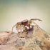 Pegar e cuidar de uma aranha saltadora