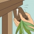 Revivendo uma planta de aloe vera morrendo